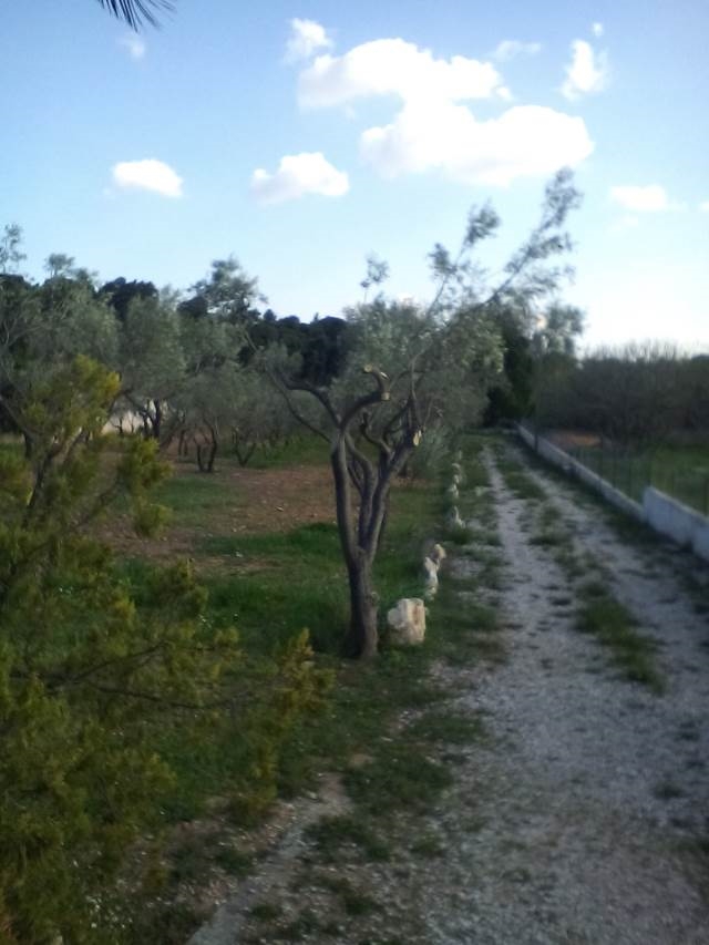 (For Sale) Land Plot || East Attica/Pallini - 3.113 Sq.m, 500.000€ 